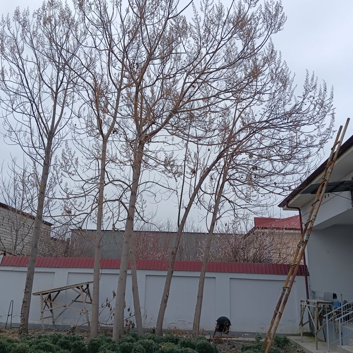 Tekinga 6 yillik povlovniya kesib olib ketish sharti bilan