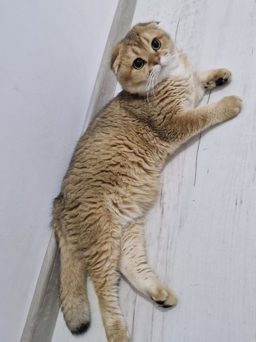 Срочно продаю котят и кошек.