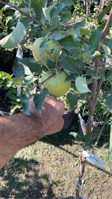 Cireși mari 5 metri !pomi fructiferi !