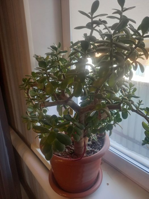 Продам большой цветок 5 тыс тенге.