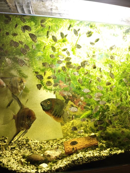 Северум красноплечий "Ложный дискус"