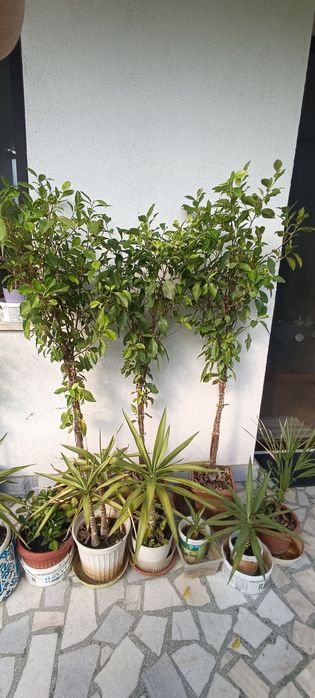 Многогодишен зелен храст. Euonymus japonicus, драцена, лирата,