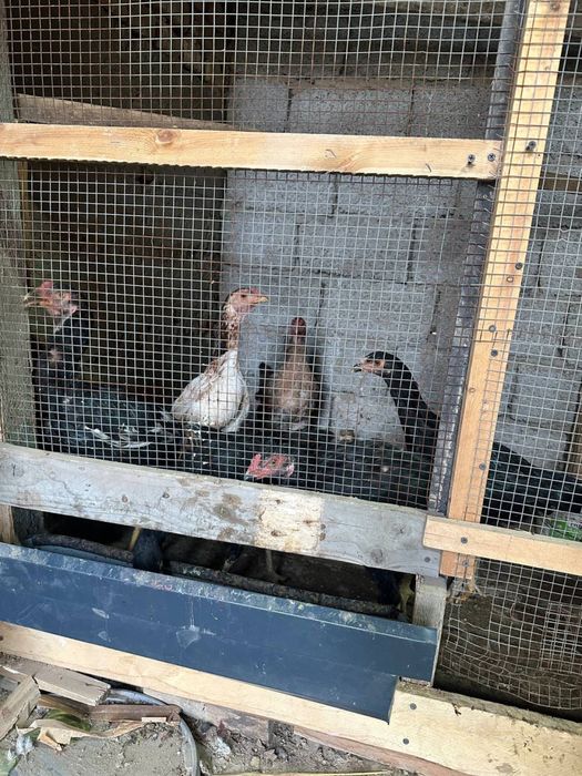 Dakan tovuq sotiladi