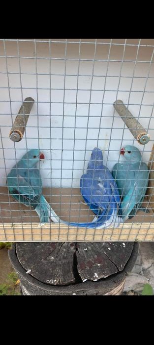 Micul Alexandru albastru cap coadă și violet