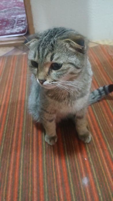 Mushuk yuvosh aqilli