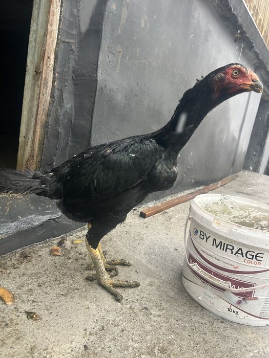 sotiladi namangan uychi