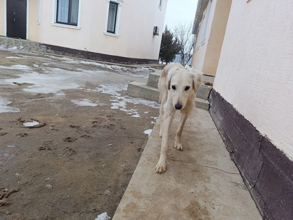 Тазы күшік сатылады