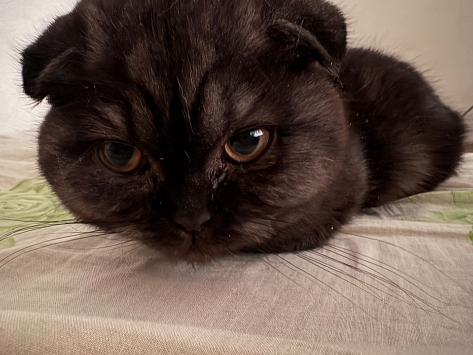 Котенок 4 месяца