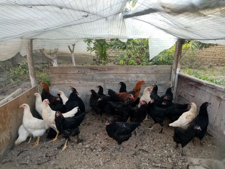 Сотилади кора товуклар ва хороз домашние