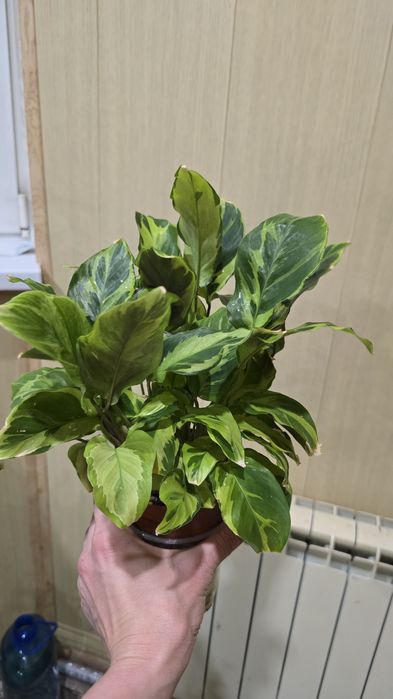 Продам комнатные цветы