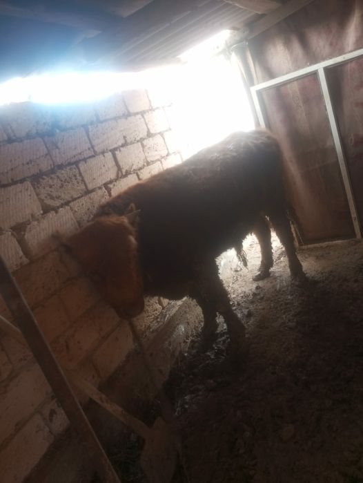 Бука саттылады мм