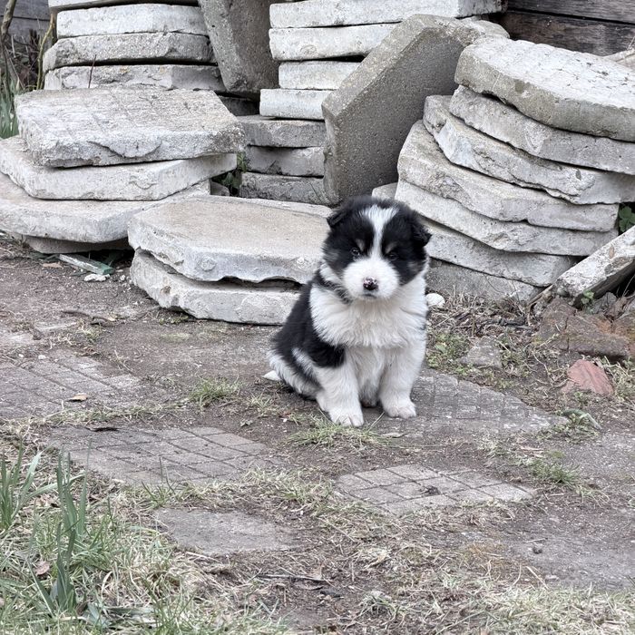 Две малки душици търсят своя дом