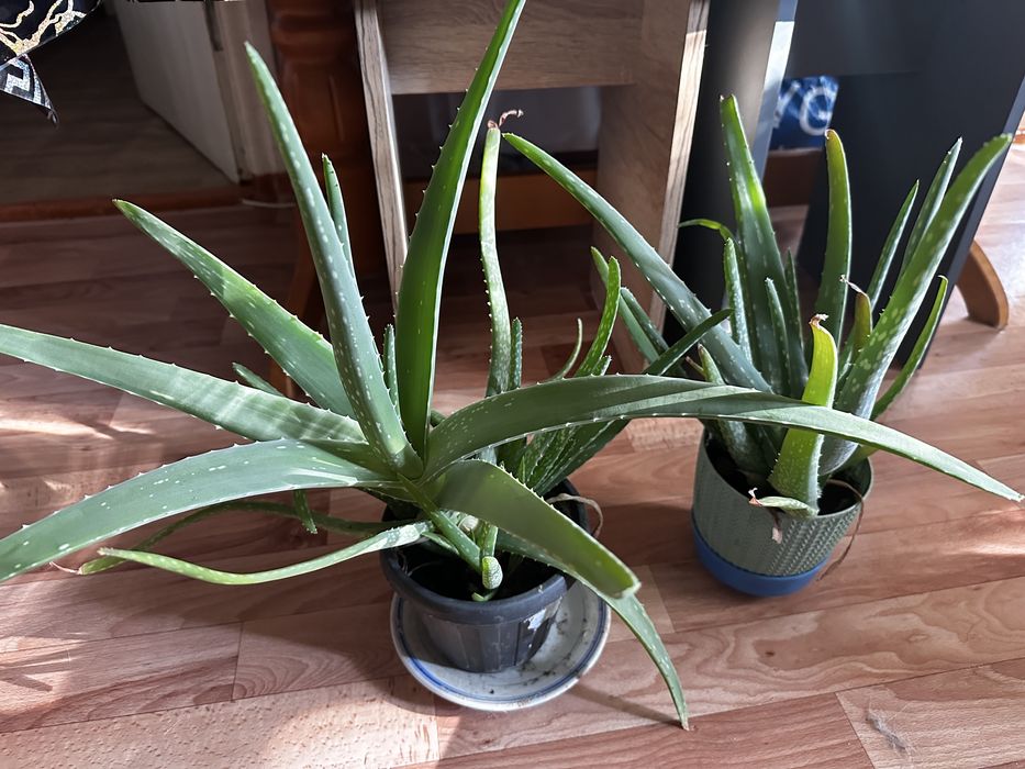 Алоэ продам,хоршие красивые