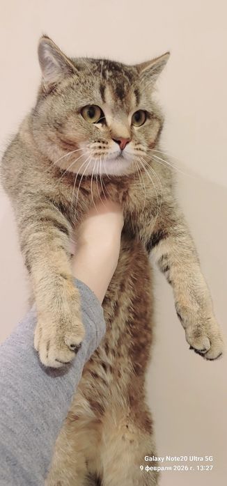 Britianskiy shinshilla