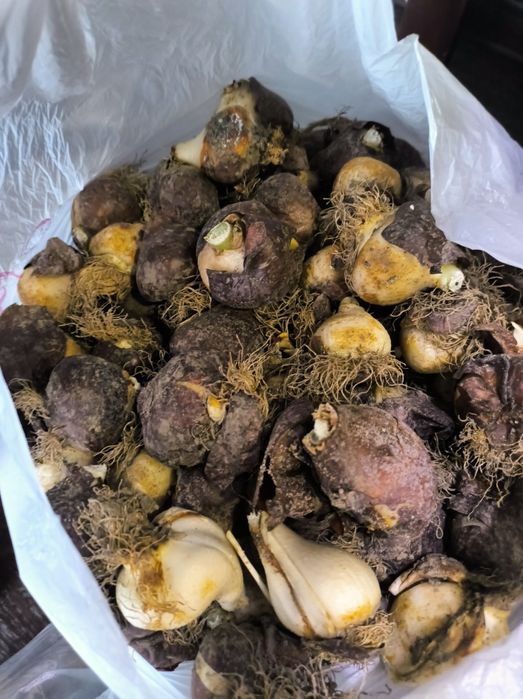 Луковицы тюльпанов свежесрезанные