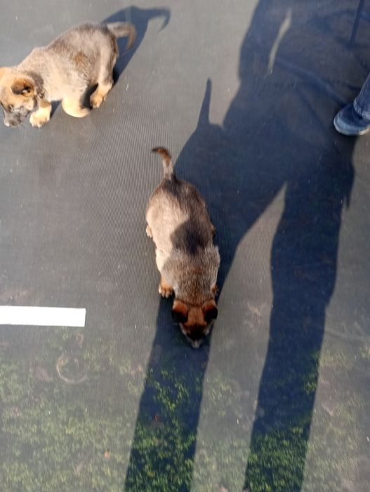 Белгийски овчарки