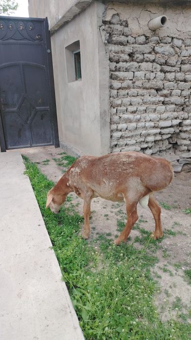 Продам Кошкар АРАШАН