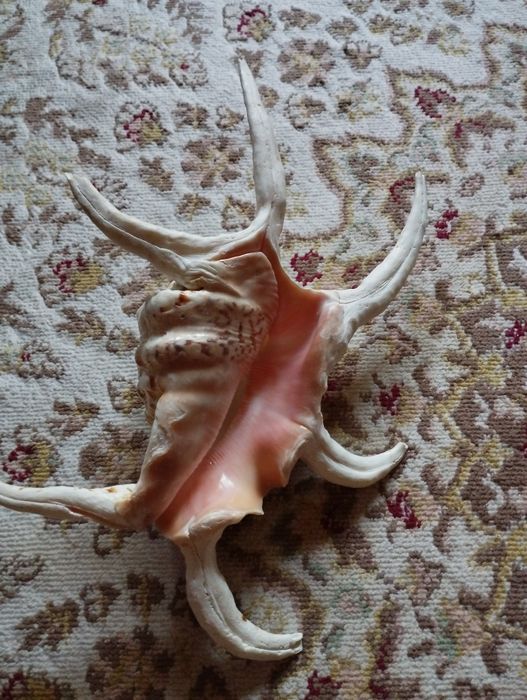 Продам Морскую ракушку