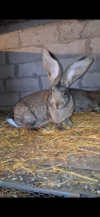 Vand femela urias german