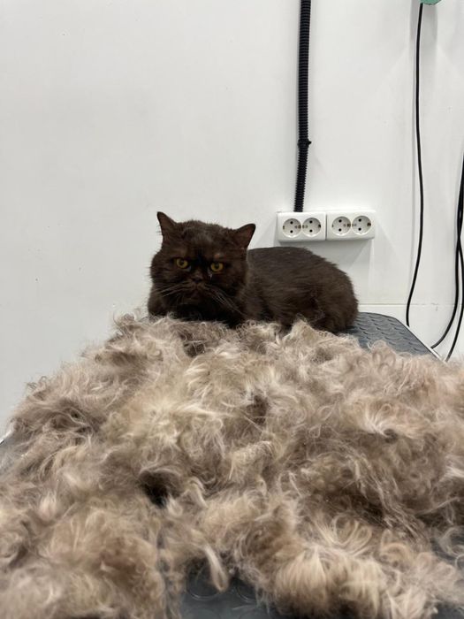 Стрижка линька кот собака