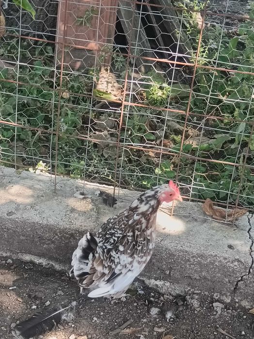Pereche Găini Pitice de 1 an+ Cocoși pitici de 5 luni .