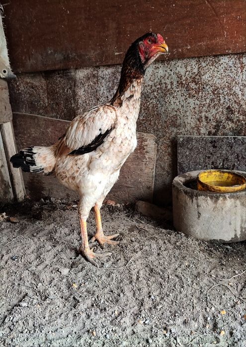 Бойцовый дакан курочка