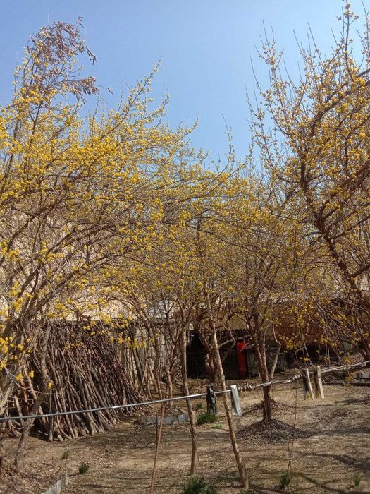 Саженцы Кизил садовый сорт