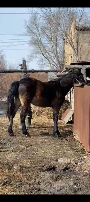 Продам 2 летка с откорма.