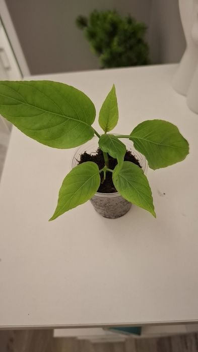 Продам комнатные цветы