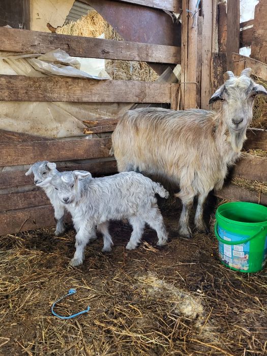 Vand capra la a doua fatare!