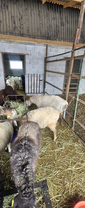 Продам баран на выбор!