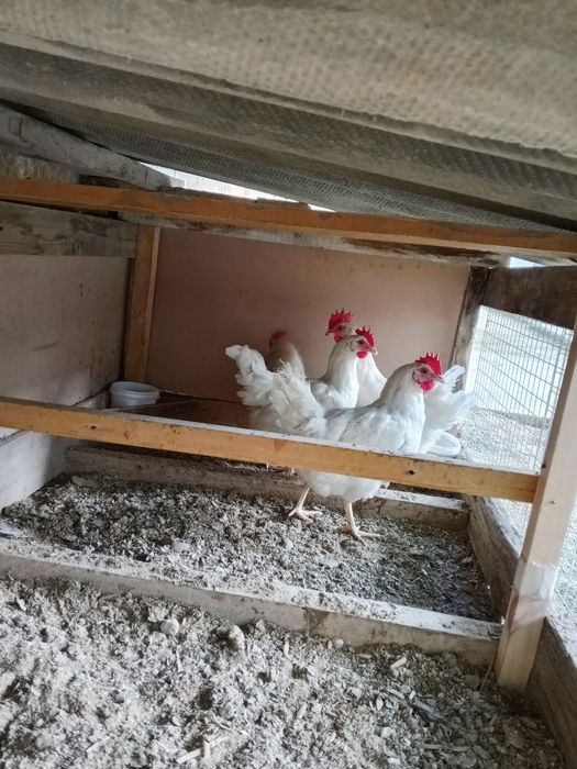 Loman sendin tovuqlar