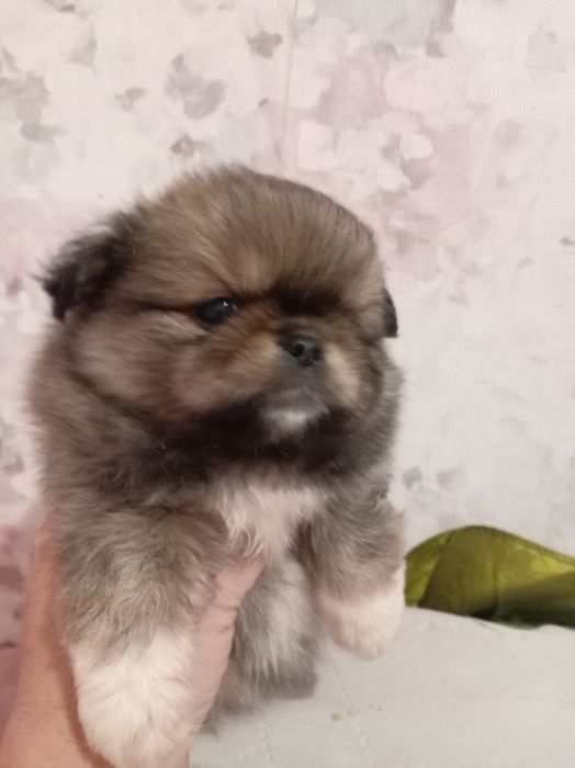 Продам щенков шпице пикинеса.