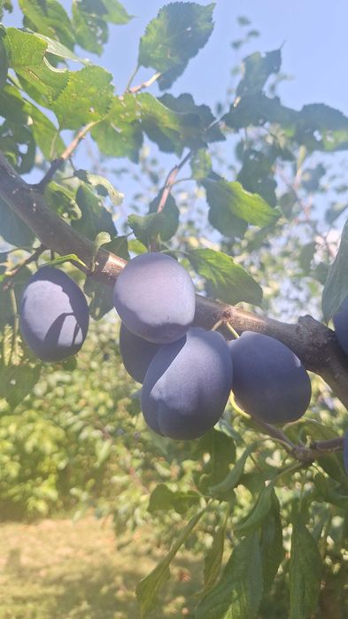 Vand prune.