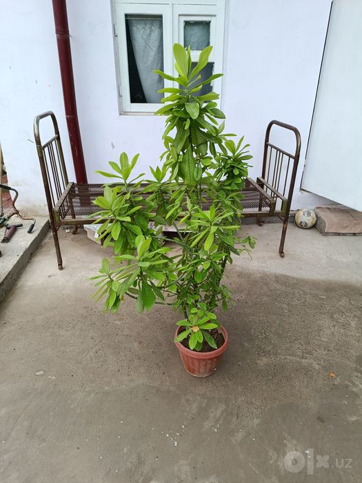Tuvag Gullar sotiladi