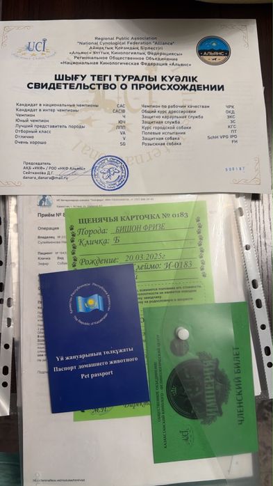 Порода Бишон фризе