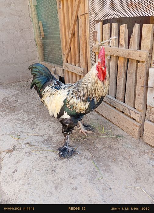 Uy tovuq va xoʻroz sotiladi