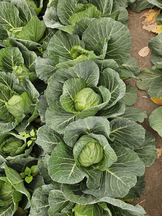 Varză extratimpurie