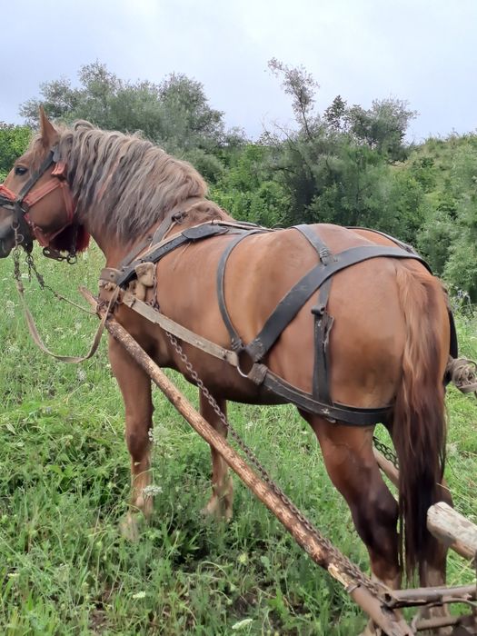 Animale de vanzare
