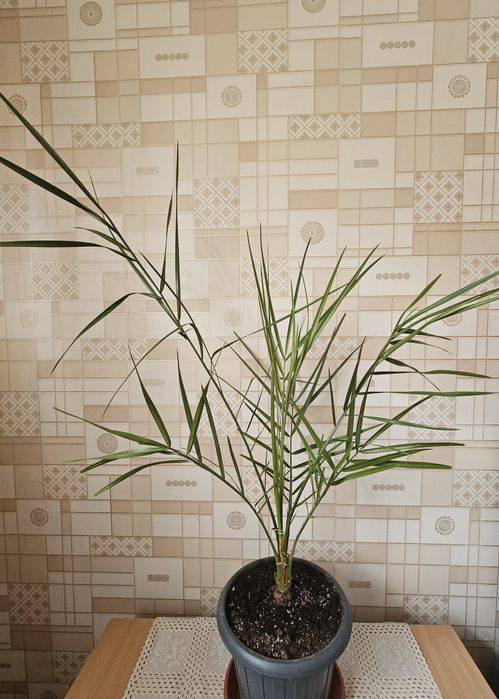 Комнатные цветы.