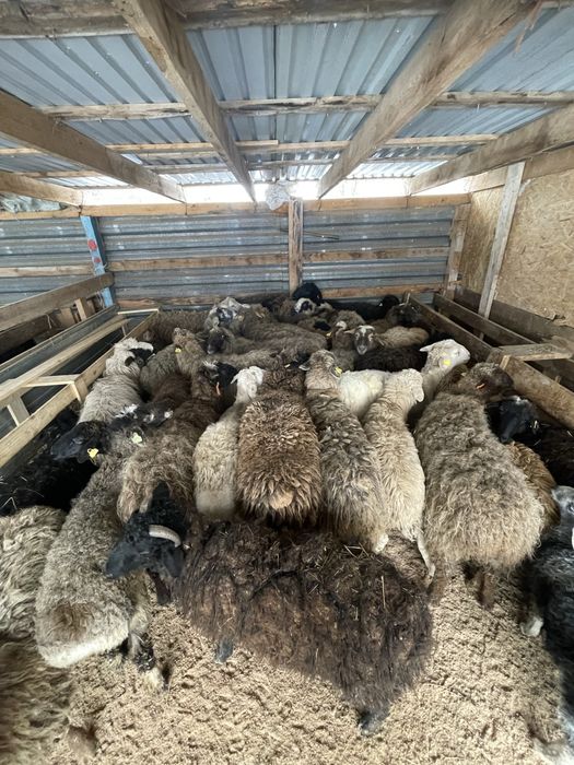 Қой тоқты бараны