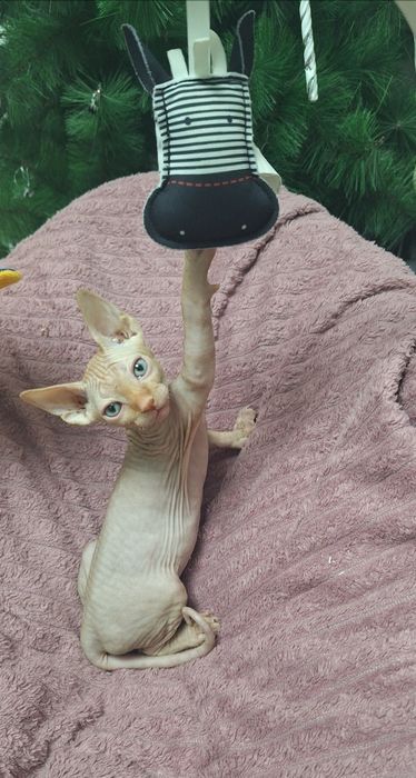 Канадский Сфинкс. Мальчишки.