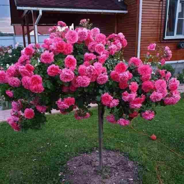 Штамповая роза