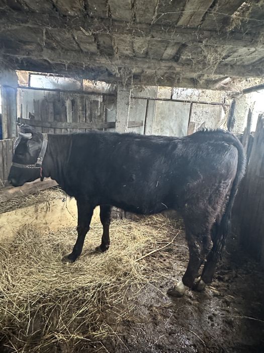 Vand junică la prima fătare