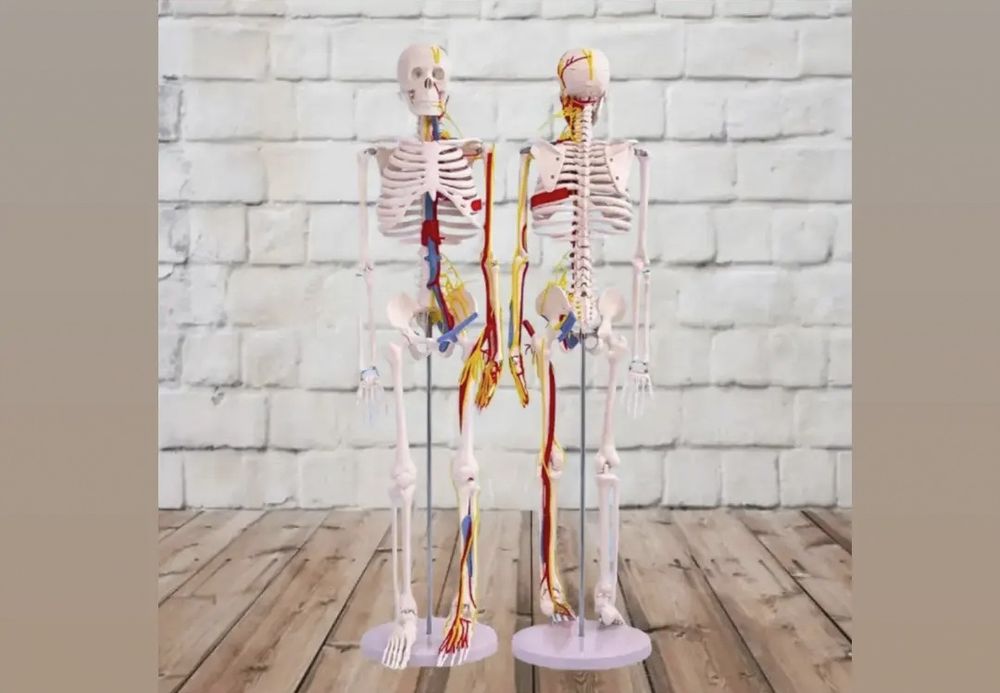 Скелет человека муляж , Skilet , Skelet 85 см
