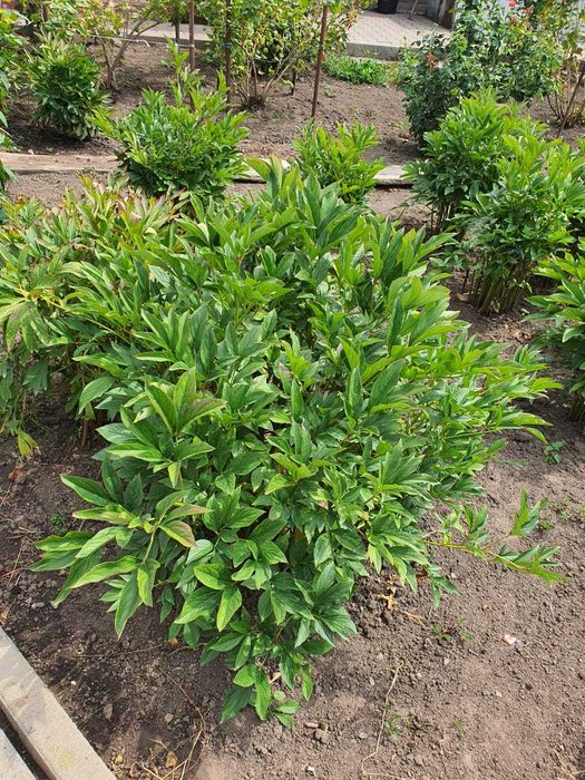 Корни пионов для пересадки