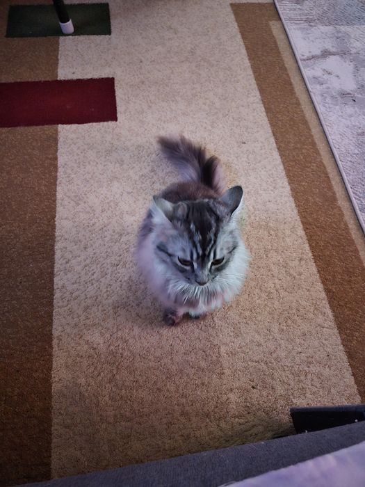 Кошка сибирская мальчик