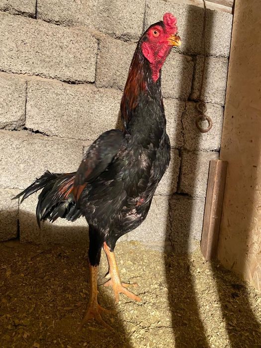 Дакан кораз есть