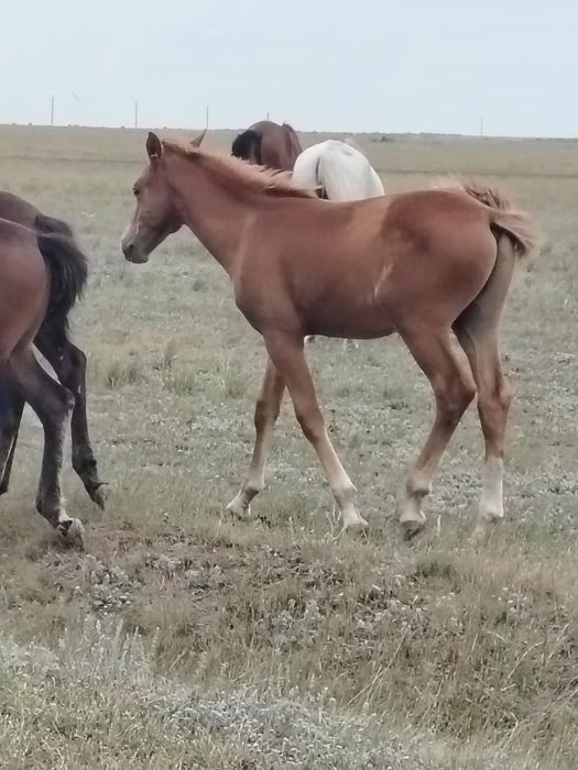 Жеребчики молодые 310 000 тыс.