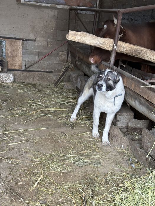 Еркек алабай 7 айлық